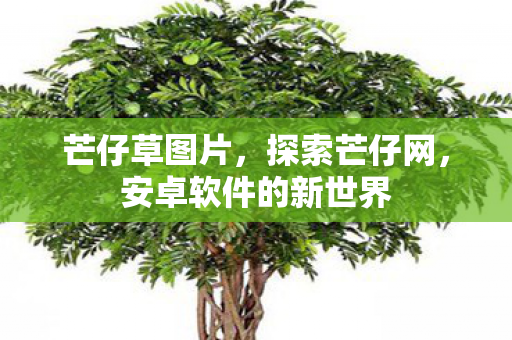 芒仔草图片,探索芒仔网,安卓软件的新世界 芒仔草图片,探索芒仔网,安卓软件的新世界