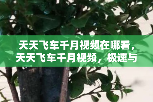 天天飞车千月视频在哪看图片