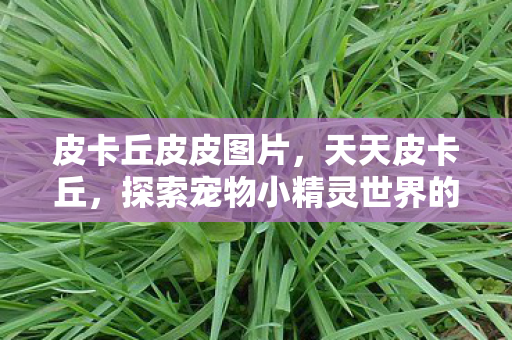 皮卡丘皮皮图片,天天皮卡丘,探索宠物小精灵世界的奇妙之旅 皮卡丘皮皮图片,天天皮卡丘,探索宠物小精灵世界的奇妙之旅