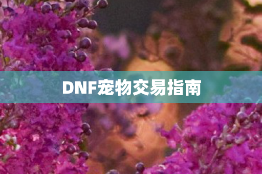 DNF宠物交易指南 DNF宠物交易指南