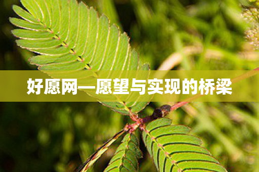 好愿网—愿望与实现的桥梁 好愿网—愿望与实现的桥梁
