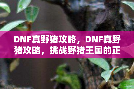 DNF真野猪攻略,DNF真野猪攻略,挑战野猪王国的正确姿势 DNF真野猪攻略,DNF真野猪攻略,挑战野猪王国的正确姿势
