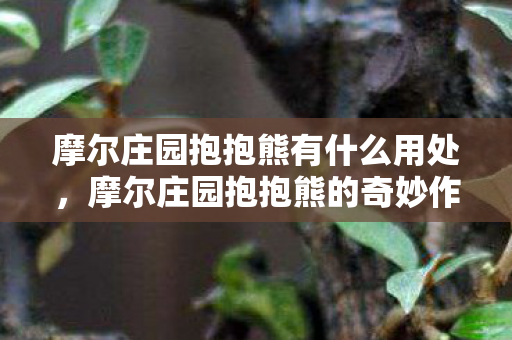 摩尔庄园抱抱熊有什么用处,摩尔庄园抱抱熊的奇妙作用 摩尔庄园抱抱熊有什么用处,摩尔庄园抱抱熊的奇妙作用