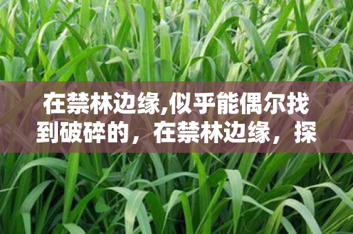 似乎能偶尔找到破碎的图片