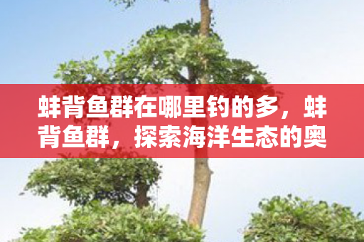 蚌背鱼群在哪里钓的多图片