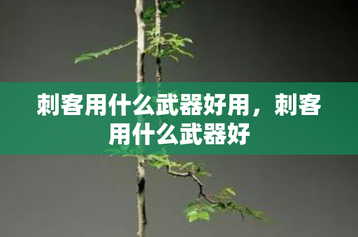 刺客用什么武器好用图片
