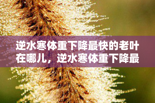 逆水寒体重下降最快的老叶在哪儿图片