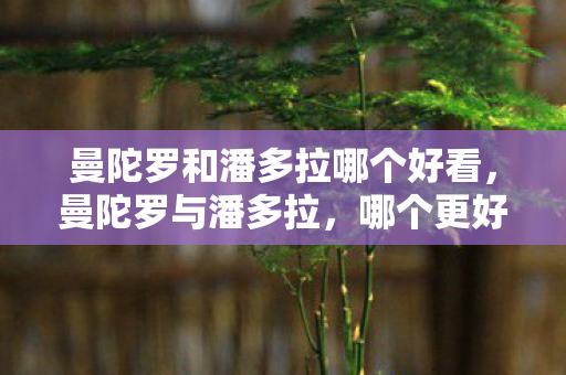 曼陀罗和潘多拉哪个好看图片
