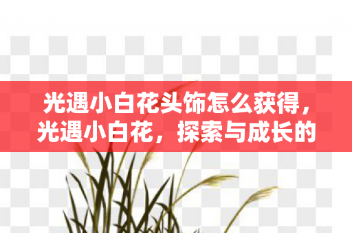 光遇小白花头饰怎么获得,光遇小白花,探索与成长的奇妙之旅 光遇小白花头饰怎么获得,光遇小白花,探索与成长的奇妙之旅