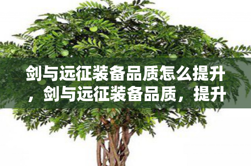 剑与远征装备品质怎么提升图片