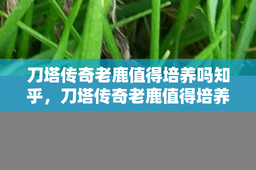 刀塔传奇老鹿值得培养吗知乎图片