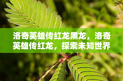 洛奇英雄传红龙黑龙,洛奇英雄传红龙,探索未知世界的奇幻之旅 洛奇英雄传红龙黑龙,洛奇英雄传红龙,探索未知世界的奇幻之旅