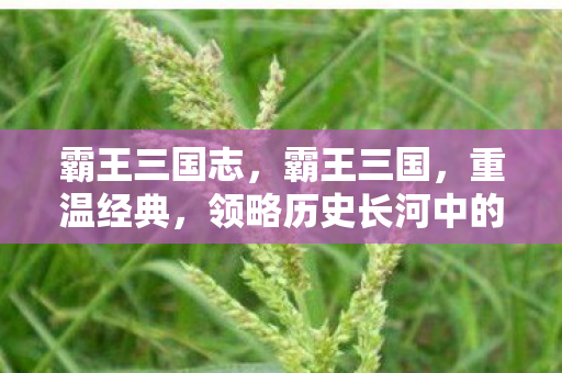 霸王三国志,霸王三国,重温经典,领略历史长河中的英雄豪情 霸王三国志,霸王三国,重温经典,领略历史长河中的英雄豪情
