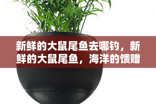 新鲜的大鼠尾鱼去哪钓,新鲜的大鼠尾鱼,海洋的馈赠与餐桌上的佳肴 新鲜的大鼠尾鱼去哪钓,新鲜的大鼠尾鱼,海洋的馈赠与餐桌上的佳肴