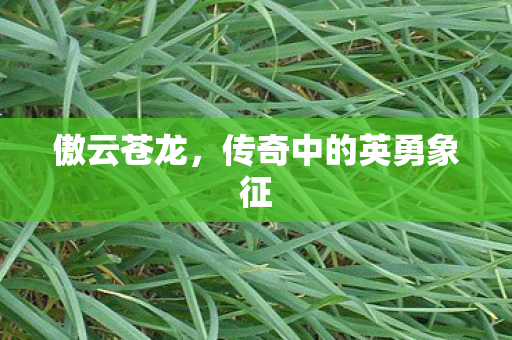 傲云苍龙，传奇中的英勇象征