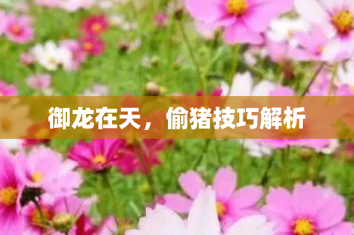 御龙在天，偷猪技巧解析