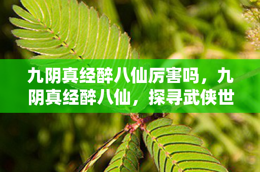 探寻武侠世界的奇妙之旅图片