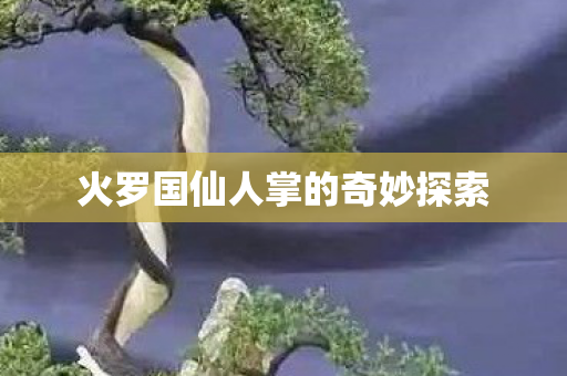 火罗国仙人掌的奇妙探索