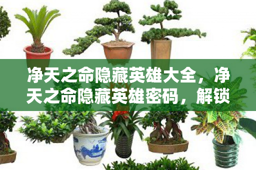 净天之命隐藏英雄大全，净天之命隐藏英雄密码，解锁传奇之旅的密钥
