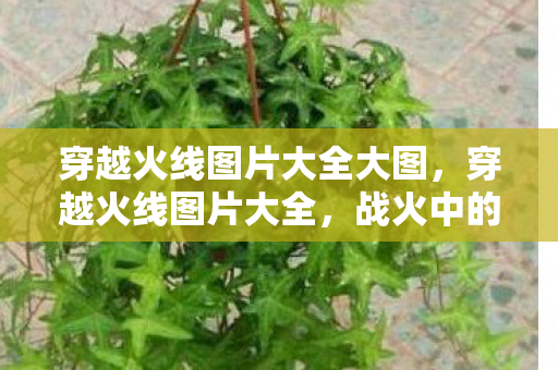 穿越火线图片大全大图,穿越火线图片大全,战火中的经典瞬间 穿越火线图片大全大图,穿越火线图片大全,战火中的经典瞬间