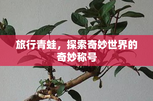 旅行青蛙,探索奇妙世界的奇妙称号 旅行青蛙,探索奇妙世界的奇妙称号