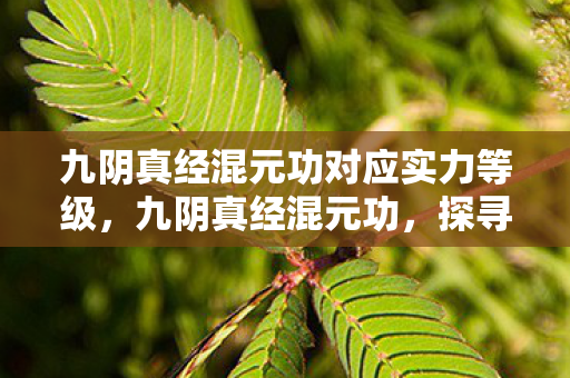 九阴真经混元功对应实力等级，九阴真经混元功，探寻武侠世界的内功奥秘