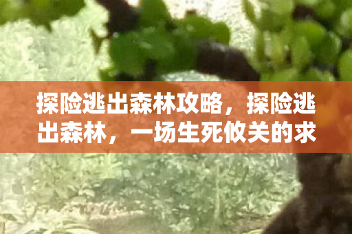 探险逃出森林攻略,探险逃出森林,一场生死攸关的求生之旅 探险逃出森林攻略,探险逃出森林,一场生死攸关的求生之旅