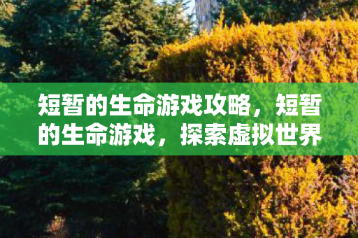 短暂的生命游戏攻略，短暂的生命游戏，探索虚拟世界的无限可能