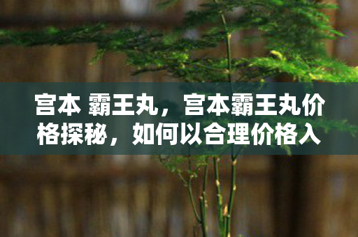 宫本 霸王丸,宫本霸王丸价格探秘,如何以合理价格入手这款经典皮肤? 宫本 霸王丸,宫本霸王丸价格探秘,如何以合理价格入手这款经典皮肤?