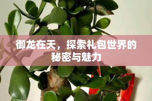 御龙在天，探索礼包世界的秘密与魅力