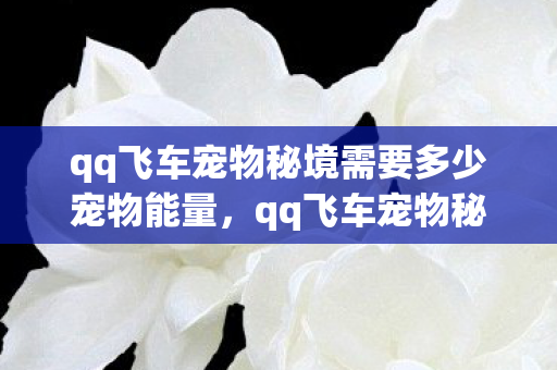 qq飞车宠物秘境需要多少宠物能量，qq飞车宠物秘境，探索神秘领域，解锁宠物新体验