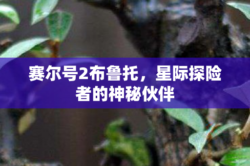 赛尔号2布鲁托,星际探险者的神秘伙伴 赛尔号2布鲁托,星际探险者的神秘伙伴