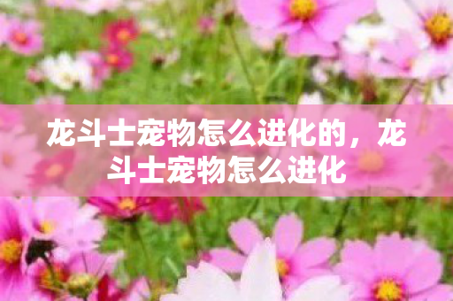 龙斗士宠物怎么进化的图片