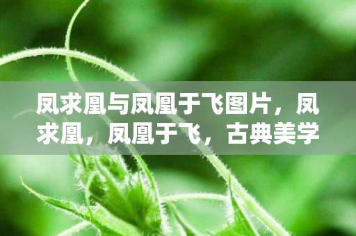 凤求凰与凤凰于飞图片,凤求凰,凤凰于飞,古典美学的现代演绎 凤求凰与凤凰于飞图片,凤求凰,凤凰于飞,古典美学的现代演绎