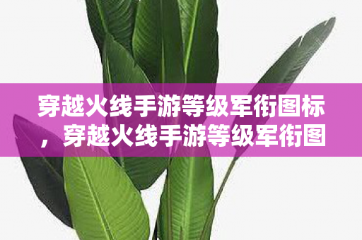 穿越火线手游等级军衔图标,穿越火线手游等级军衔图详解 穿越火线手游等级军衔图标,穿越火线手游等级军衔图详解