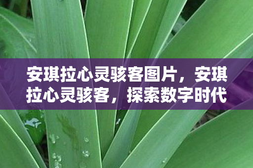 安琪拉心灵骇客图片,安琪拉心灵骇客,探索数字时代的神秘之旅 安琪拉心灵骇客图片,安琪拉心灵骇客,探索数字时代的神秘之旅