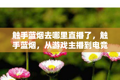 触手蓝烟去哪里直播了,触手蓝烟,从游戏主播到电竞圈的新星 触手蓝烟去哪里直播了,触手蓝烟,从游戏主播到电竞圈的新星