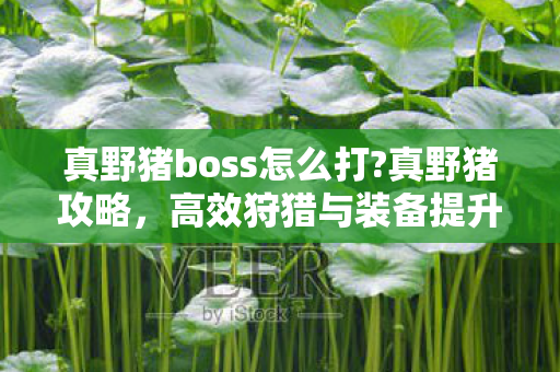真野猪boss怎么打?真野猪攻略，高效狩猎与装备提升全解析