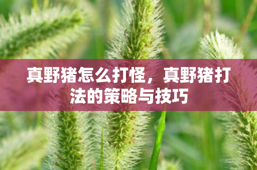 真野猪怎么打怪，真野猪打法的策略与技巧