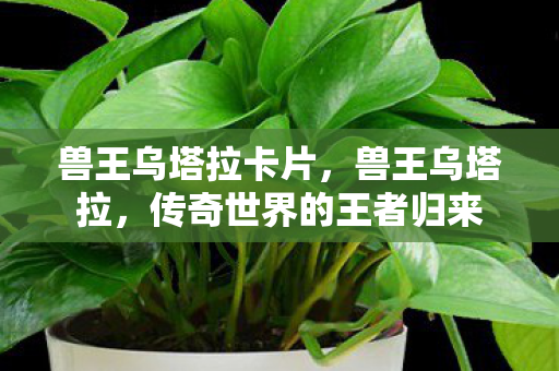 兽王乌塔拉卡片,兽王乌塔拉,传奇世界的王者归来 兽王乌塔拉卡片,兽王乌塔拉,传奇世界的王者归来