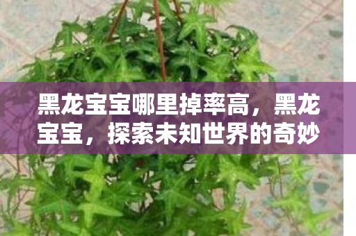黑龙宝宝哪里掉率高,黑龙宝宝,探索未知世界的奇妙之旅 黑龙宝宝哪里掉率高,黑龙宝宝,探索未知世界的奇妙之旅