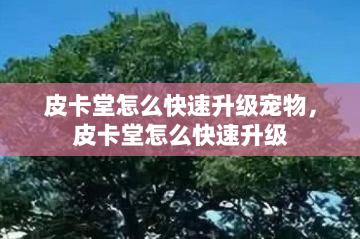 皮卡堂怎么快速升级宠物,皮卡堂怎么快速升级 皮卡堂怎么快速升级宠物,皮卡堂怎么快速升级