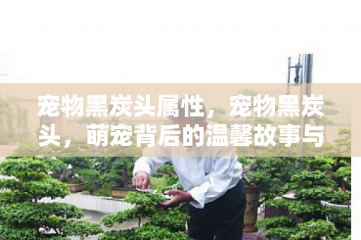 宠物黑炭头属性,宠物黑炭头,萌宠背后的温馨故事与日常护理指南 宠物黑炭头属性,宠物黑炭头,萌宠背后的温馨故事与日常护理指南