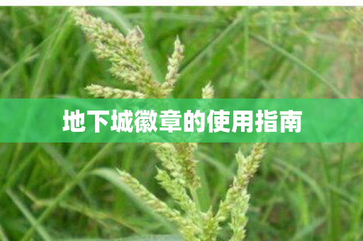 地下城徽章的使用指南 地下城徽章的使用指南