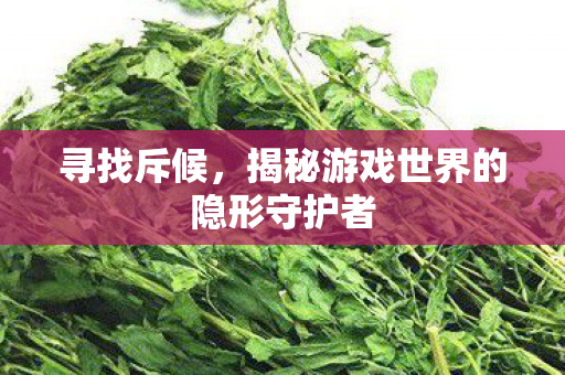 寻找斥候,揭秘游戏世界的隐形守护者 寻找斥候,揭秘游戏世界的隐形守护者