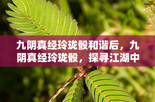 九阴真经玲珑骰和谐后,九阴真经玲珑骰,探寻江湖中的神秘宝物 九阴真经玲珑骰和谐后,九阴真经玲珑骰,探寻江湖中的神秘宝物