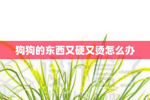 狗狗的东西又硬又烫怎么办