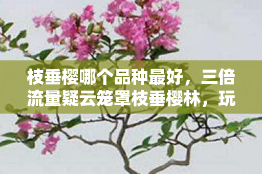 枝垂樱哪个品种最好，三倍流量疑云笼罩枝垂樱林，玩家心寒背后竟是资本暗战？