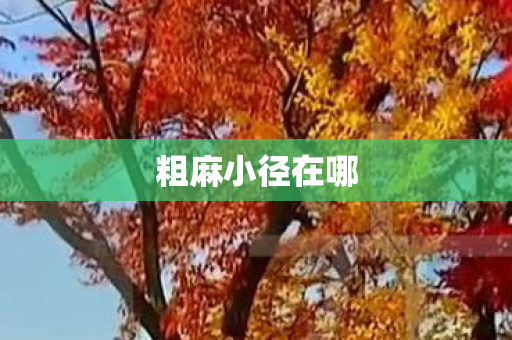 粗麻小径在哪 粗麻小径在哪