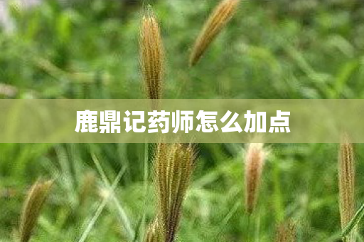 鹿鼎记药师怎么加点 鹿鼎记药师怎么加点